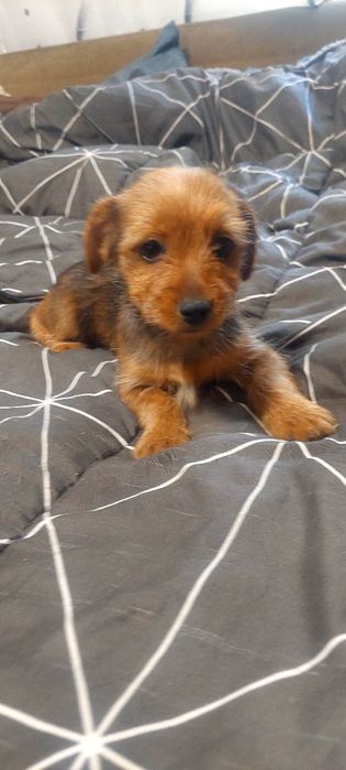 Border Terrier mini toy