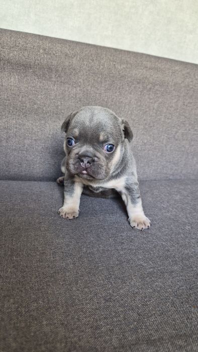 Продам французские бульдожки