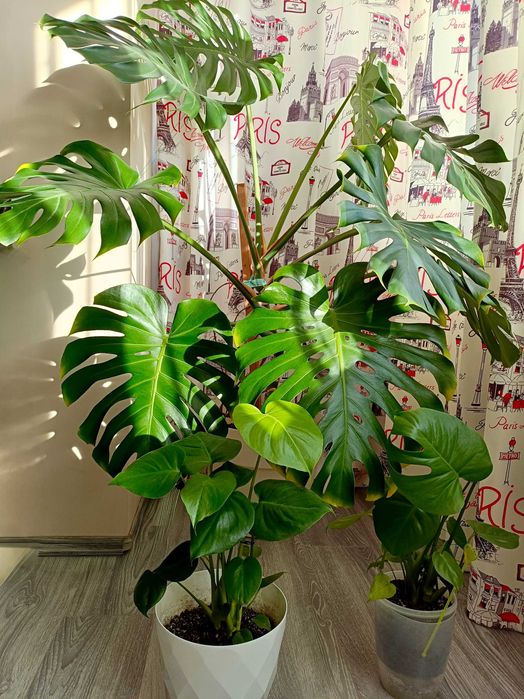 Filodendron cu puieți