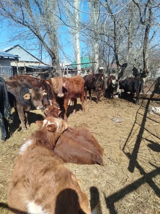 Буқалар сатылады