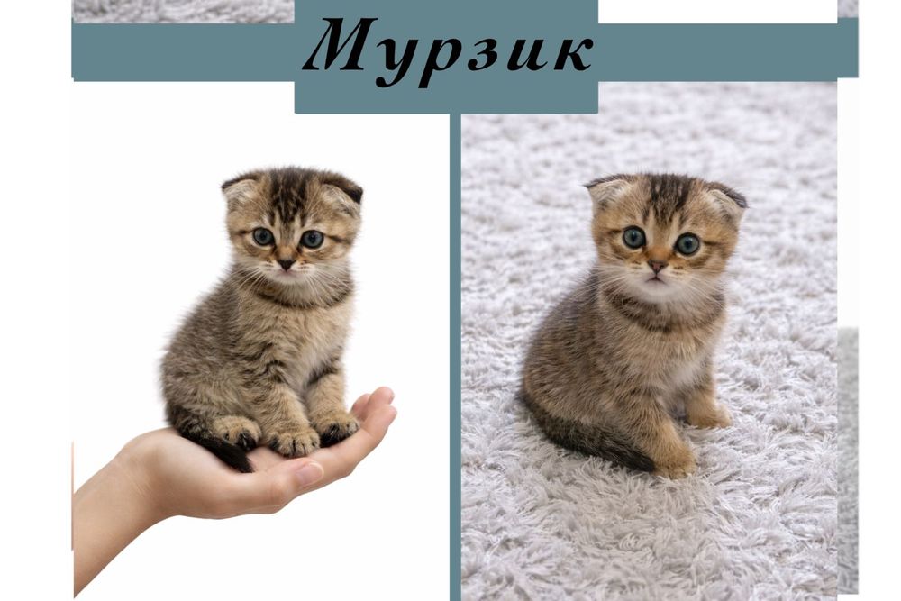 котята продаются