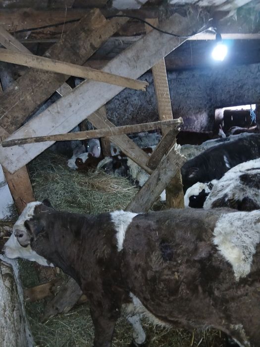 Vând viței: belgieni, limuzini ,bălțați