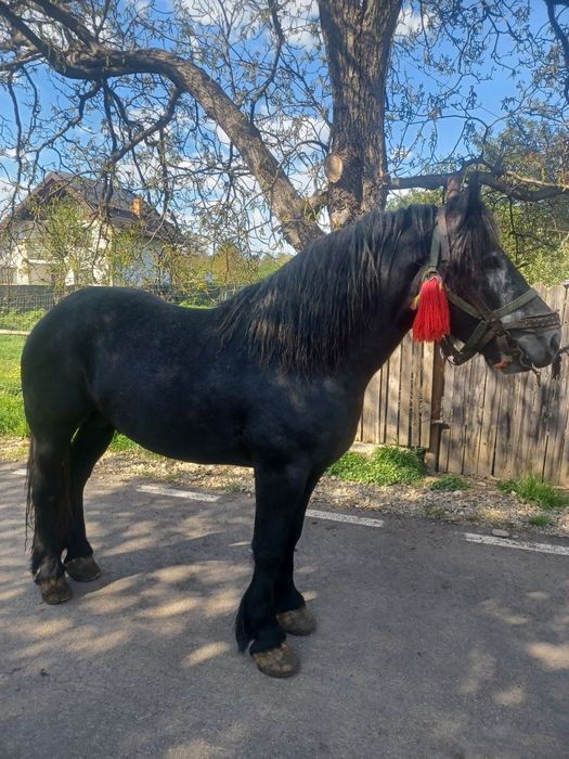 Vând Cal sur învățat la ham