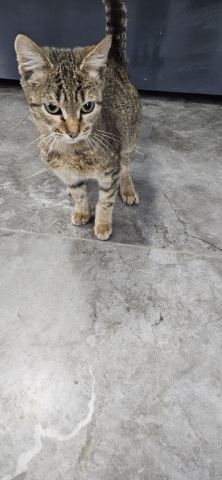 Отдам котёнка мальчика в добрые руки