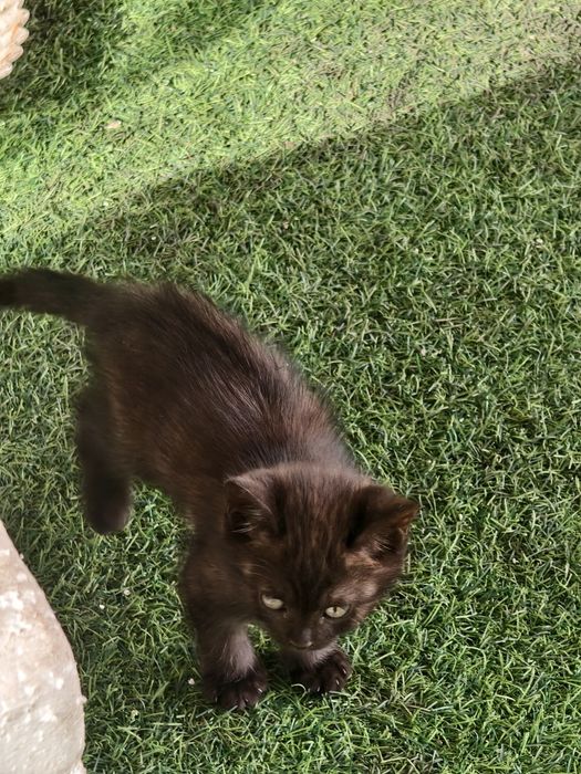 Отдам котят, мкр Айгерим 2