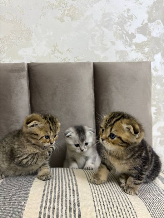 Котята  вислоухие шотландские