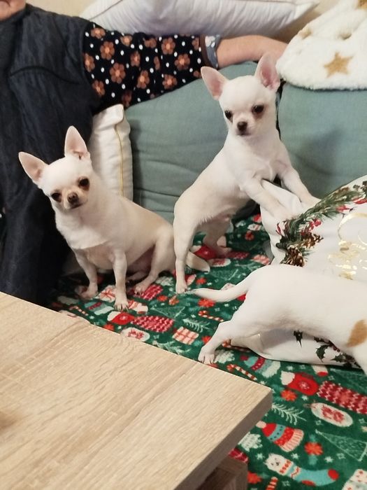 Продавам чихуахуа