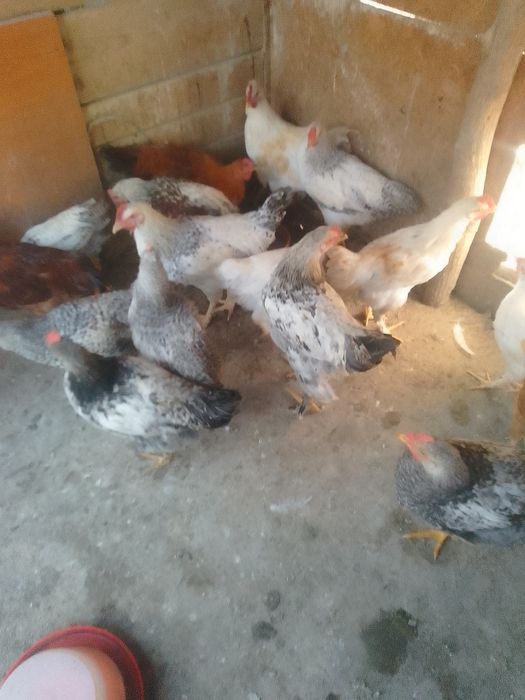 Cocoși de tara de vânzare