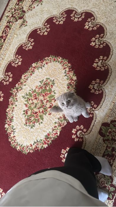 котенок ласковый умный