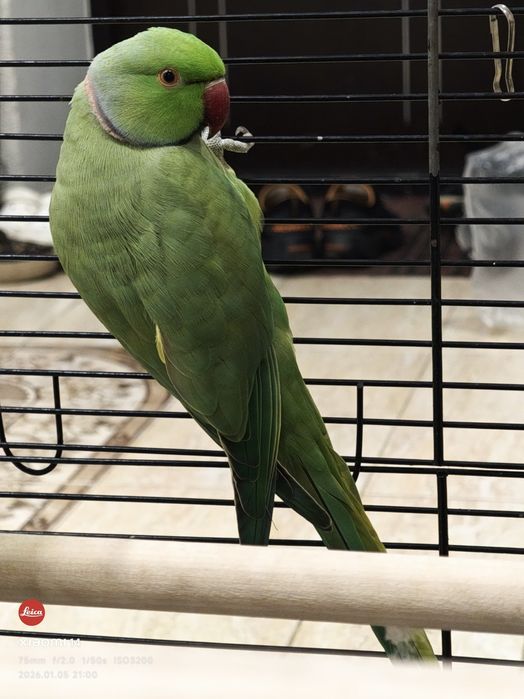 Продам ожерелового попугая. Самец 2 года.