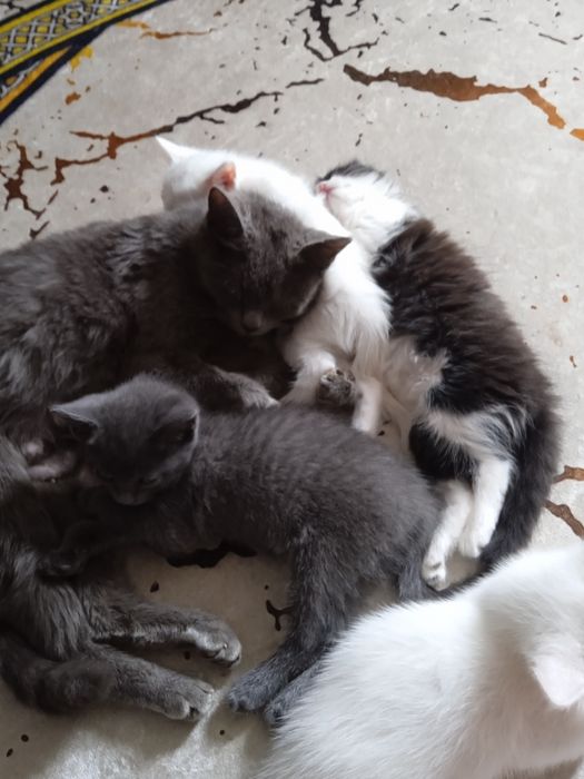 Отдам даром котят
