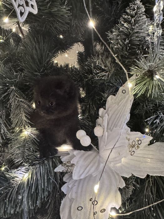 Ктоята скотиш страйт