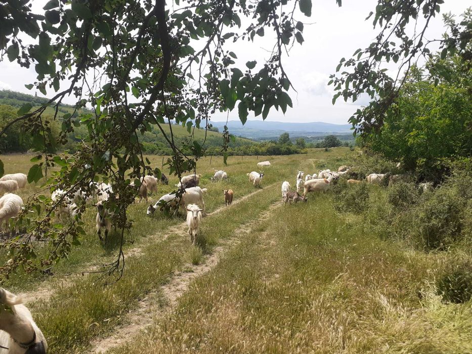 capre de vanzare