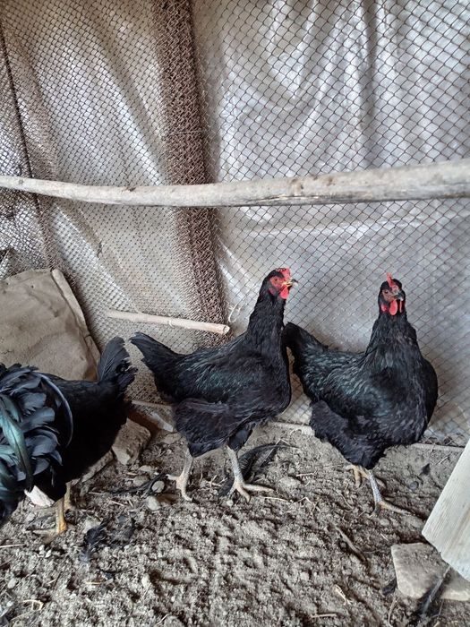 Кора шахзода тоза зотли товуклар тухумига заказ оламиз