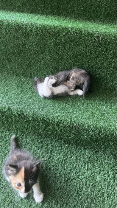 Котята бесплатно