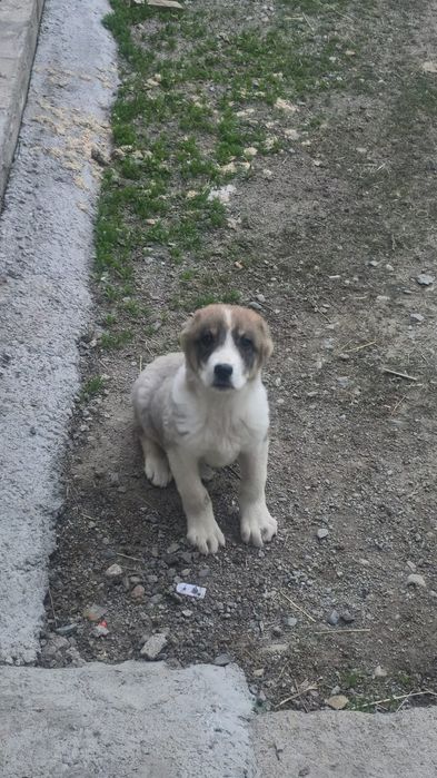 Продается щенок волкодав