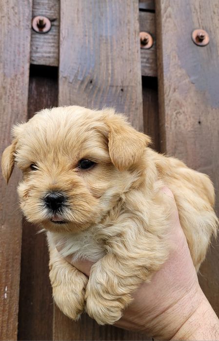 Йоркширски териер  - мини!!!