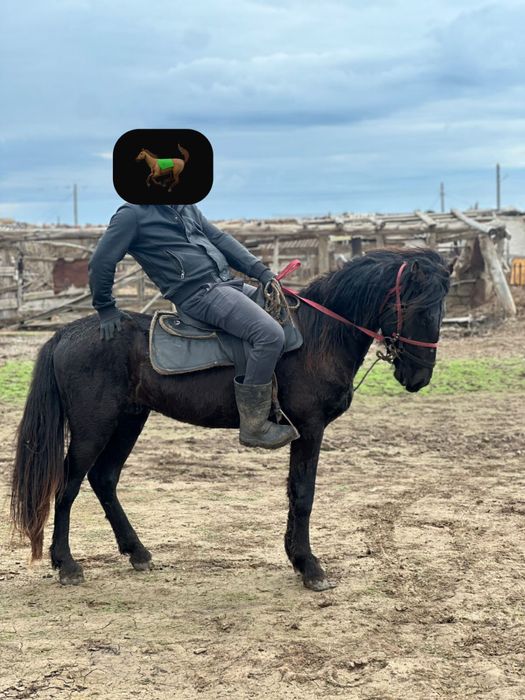 3 жасар Құнан сатылады