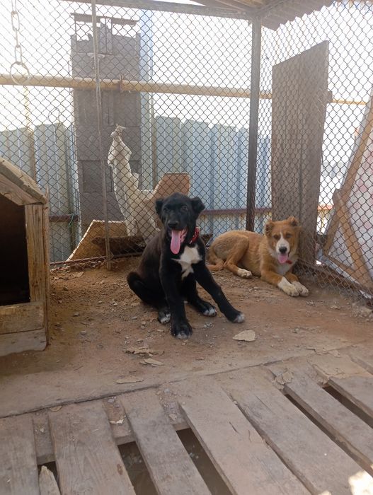 Аяу риза таза Алабай