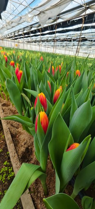 Качественные Тюльпаны оптом! Голландская луковица.