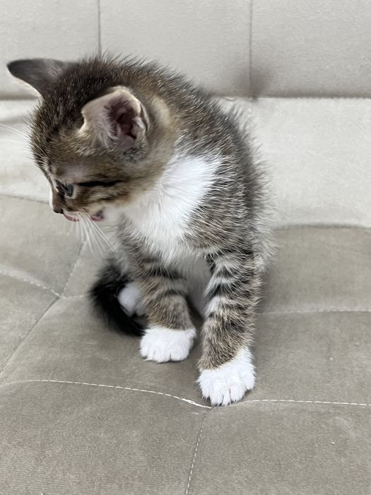 Отдадим котят в забртливые руки