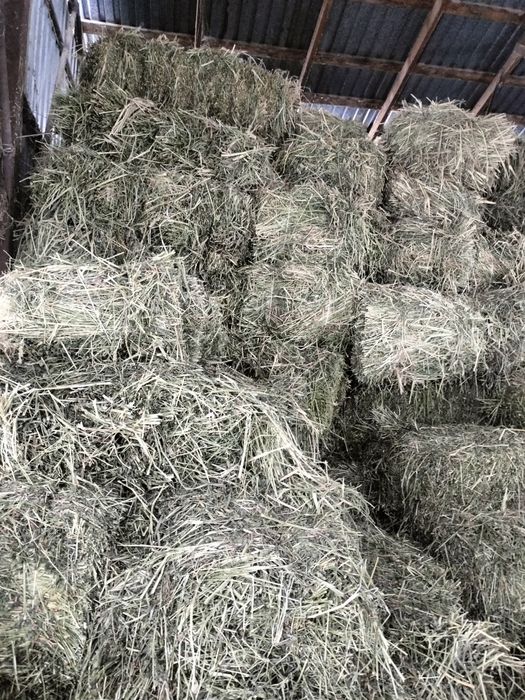 Сена люцерны жоңышқа