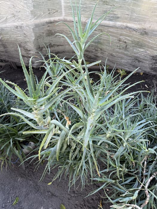 Алоэ куп микдорда