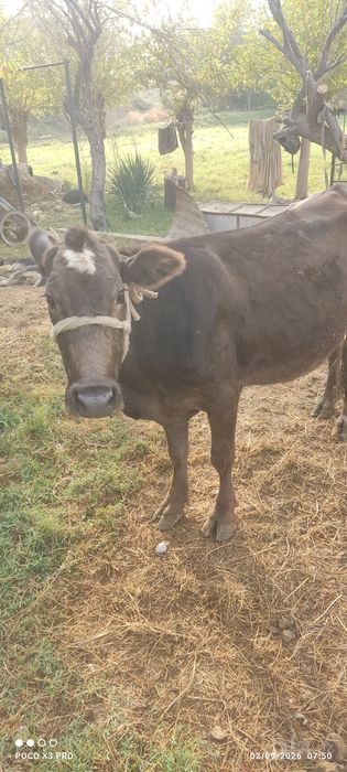 Mol sotildi 5 chi qorin bugʻoz manzil Denov xazarbog