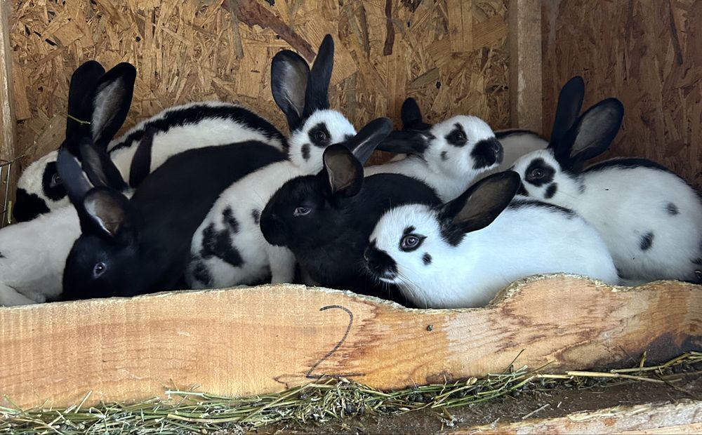 Pui de iepure fluture german