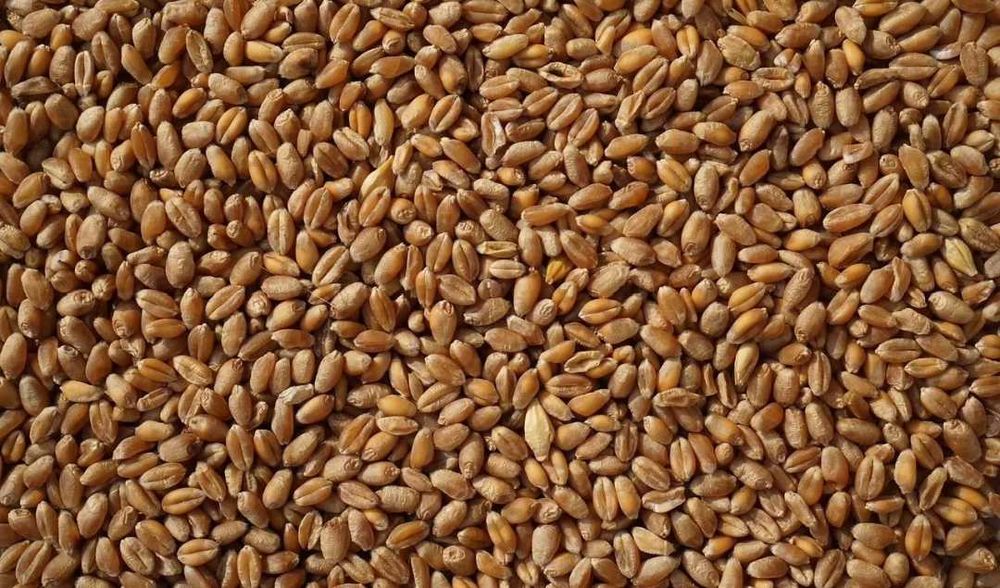 Сухая пшеница и ячмень