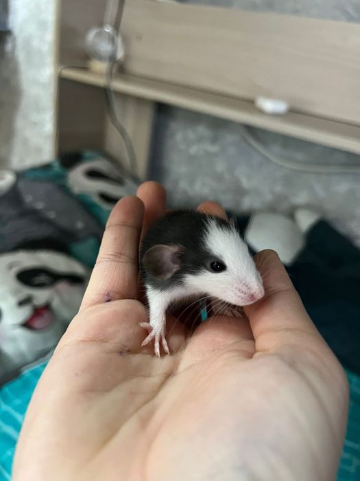 Продам крысят декоративные