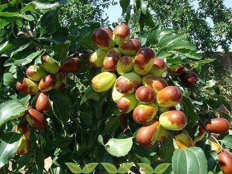 Pomi Fructiferi Exotici  CURMAL CHINEZESC