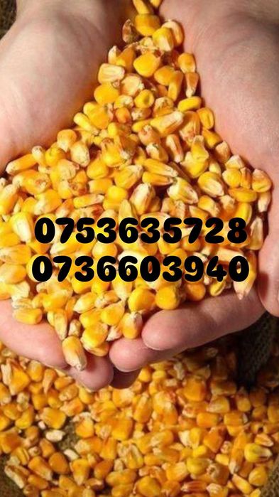 Vând boabe de porumb 2025