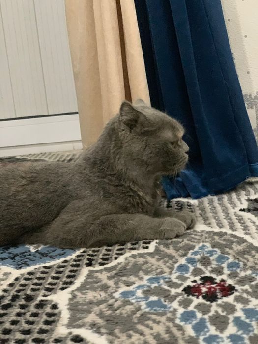 Mushuk britanskiy toza va soglom sotiladi