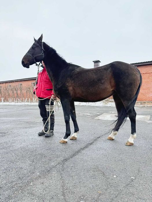 Продаётся лошадь