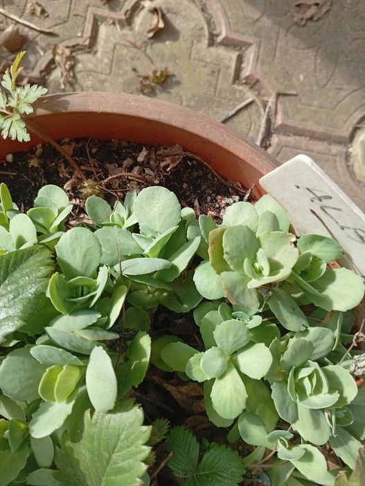 Planta norocel sau ghetusa