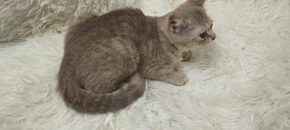 Британские котята
