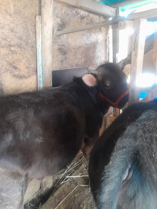 Сельхоз животные.