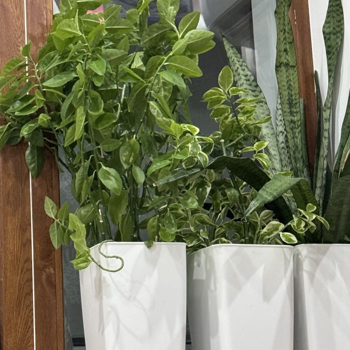 Гул сатамын 3 шт 11000 беріп жіберем