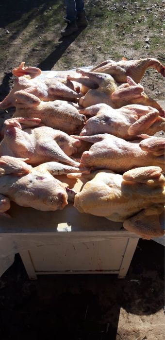 Продаю мясо индейки