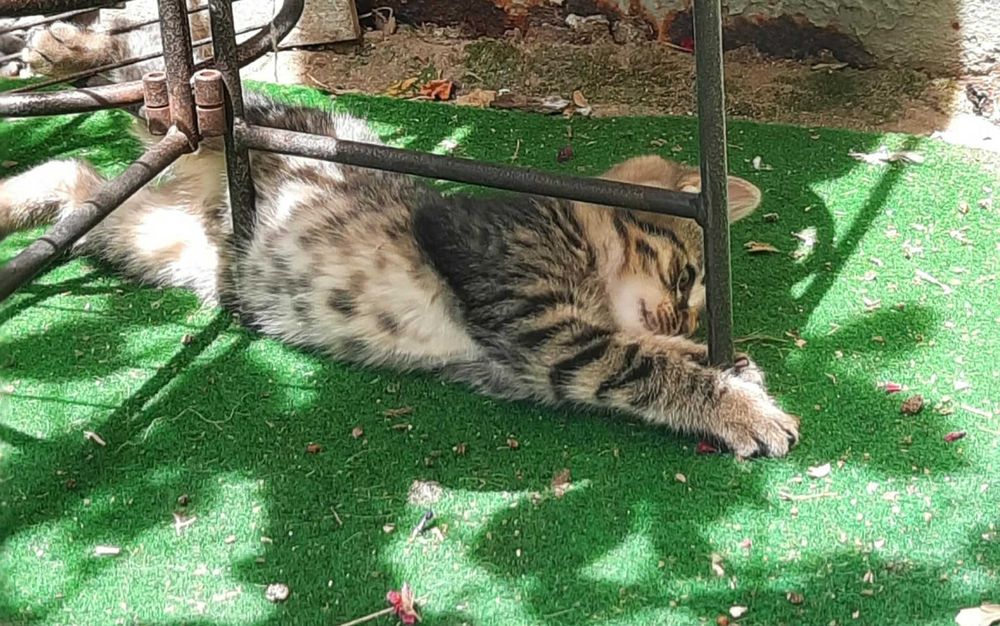 Подарявам женско котенце