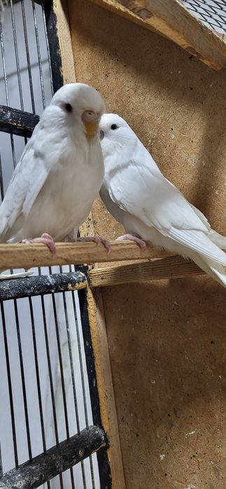 Андурка Попугай...