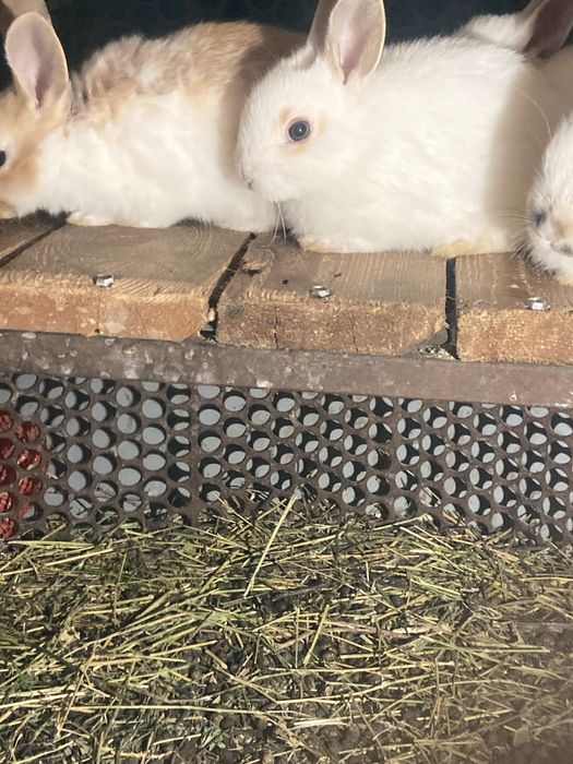 Продам декаротивных кроликов