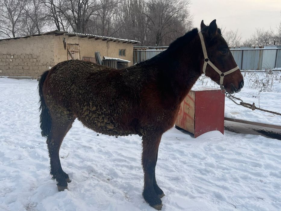 3 жасар буаз байтал сатылады