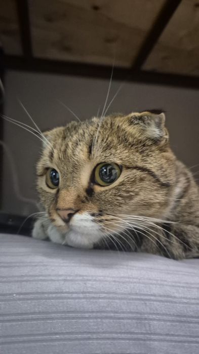 Отдаём кота в хорошие руки
