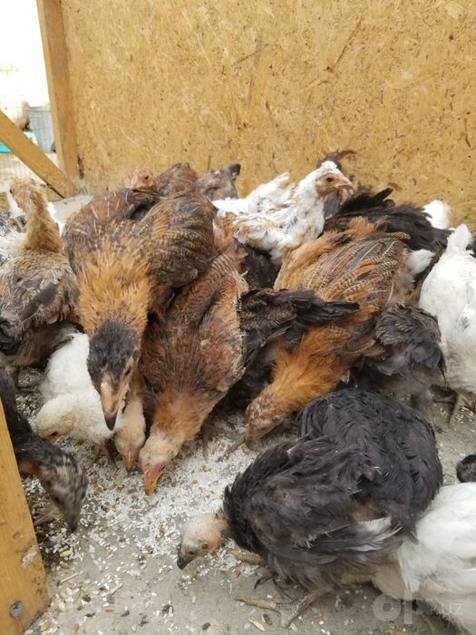 2 ойлик 3 4ойликлариям бор ката кичик танловга караб