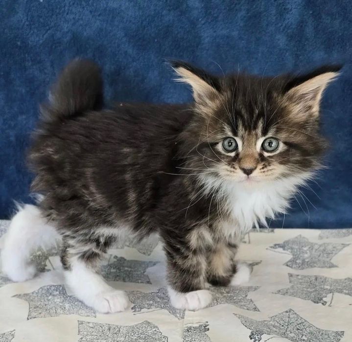 Maine Coon Disponibil