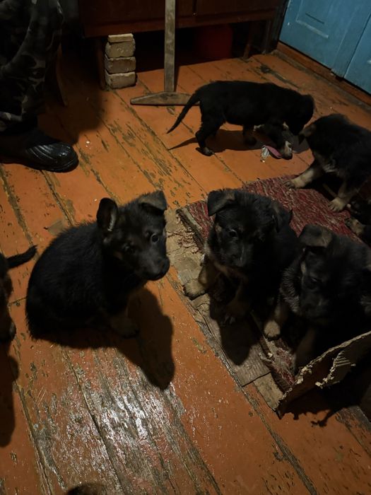 Щенки немецкой овчарки