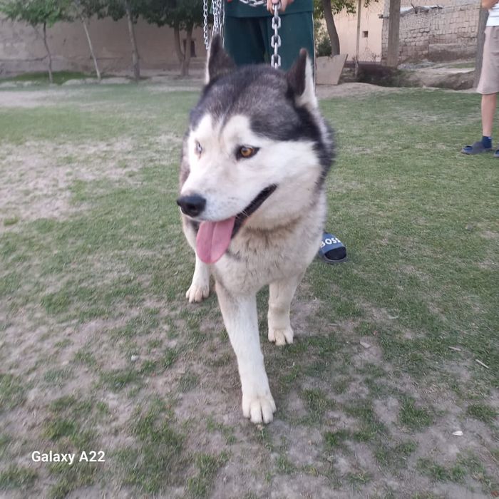 Xaski it zoti toza narxi 1 million  kelishtirib beramiz