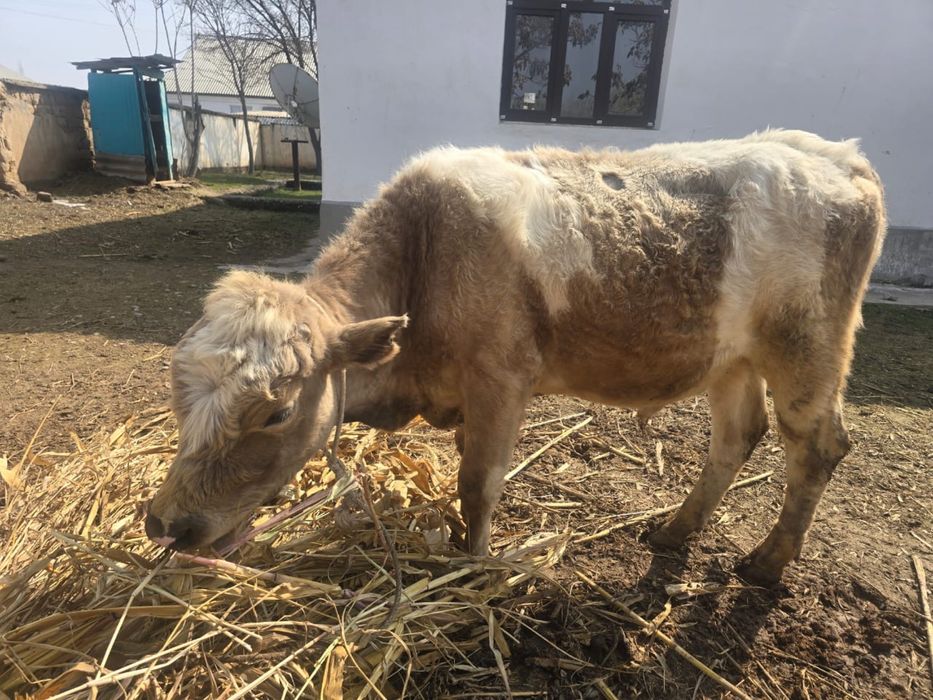 Әулиекөл бұқа сатылады